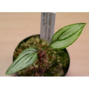 画像: [南米産宝石蘭]Cyclopogon lindleyanum 【画像の株】《JungleGem》[2.15入荷]