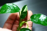 画像: [激レア!!]Anubias barteri "Marble"  【画像の美麗斑入り株（水中株）-その10】《JungleGem》[6.21入荷]