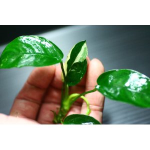 画像: [激レア!!]Anubias barteri "Marble"  【画像の美麗斑入り株（水中株）-その10】《JungleGem》[6.21入荷]