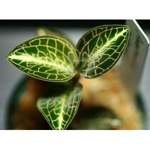 画像: [宝石蘭]Anoectochilus roxburghii var,variegate 【画像の美麗大株】《JungleGem》[10.10入荷]