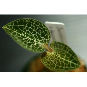 画像: [宝石蘭Hybrid]Dossinia marmorata var dayii × Anoectochilus formosanus  【画像の美麗株-11.27入荷】《JungleGem》