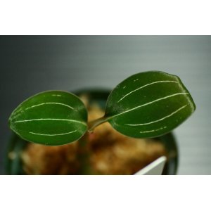 画像: [宝石蘭][新入荷!!]Ludisia negra ambrosia 【画像の株-11.27入荷】《JungleGem》