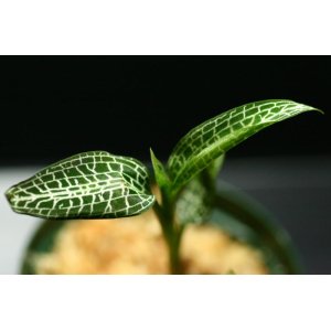 画像: [宝石蘭]Goodyera hispida 【画像の株-その１】《JungleGem》[10.10入荷]