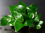 画像: [激レア!!]Anubias barteri var. nana"斑入り"  【画像の美麗株（水上管理）-その５】《JungleGem》[5.30入荷]