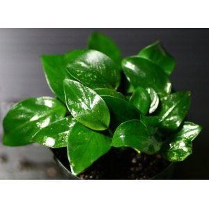 画像: [激レア!!]Anubias barteri var. nana"斑入り"  【画像の美麗株（水上管理）-その５】《JungleGem》[5.30入荷]