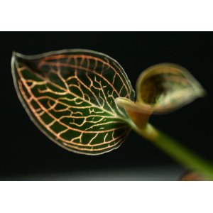 画像: [宝石蘭]Anoectochilus reinwardtii 【画像の株-その１】《JungleGem》[10.10入荷]