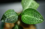 画像: [宝石蘭Hybrid]Macodes sanderiana x Ludisia discolor var.Alba（白脈） 【画像の株-その１】《JungleGem》[10.10入荷]