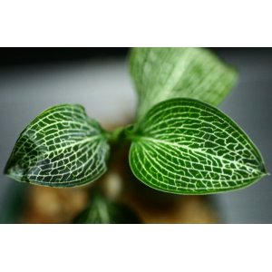 画像: [宝石蘭Hybrid]Macodes sanderiana x Ludisia discolor var.Alba（白脈） 【画像の株-その１】《JungleGem》[10.10入荷]