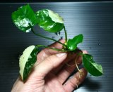 画像: [激レア!!]Anubias barteri "Marble"  【画像の美麗斑入り株（水中株）-その１】《JungleGem》[5.25入荷]