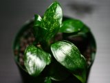 画像: [激レア!!]Anubias barteri var. nana"斑入り"  【画像の美麗株（水上管理）-その３】《JungleGem》[5.25入荷]