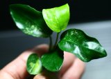 画像: [激レア!!]Anubias barteri "Marble"  【画像の美麗斑入り株（水中株）-その８】《JungleGem》[5.30入荷]