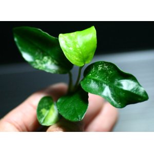 画像: [激レア!!]Anubias barteri "Marble"  【画像の美麗斑入り株（水中株）-その８】《JungleGem》[5.30入荷]