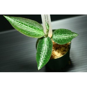 画像: [宝石蘭]Goodyera reticulata 【画像の株】《JungleGem》[5.15入荷]