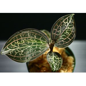 画像: [宝石蘭]Anoectochilus chapaensis 【画像の大株-その１】《JungleGem》[10.10入荷]