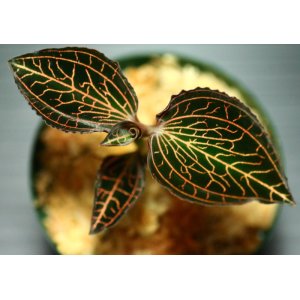 画像: [宝石蘭]Anoectochilus siamensis 【画像の美麗株】《JungleGem》[6.21入荷]