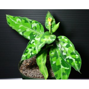 画像: Aglaonema pictum "tricolor" 【画像の株-その１-美麗大株・花のつぼみ付き!!】《JungleGem》[10.10入荷]