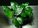 画像: [激レア!!]Anubias barteri var. nana"極上・斑入り"  【画像の美麗株（水中管理に移行）】《JungleGem》[10.25入荷]