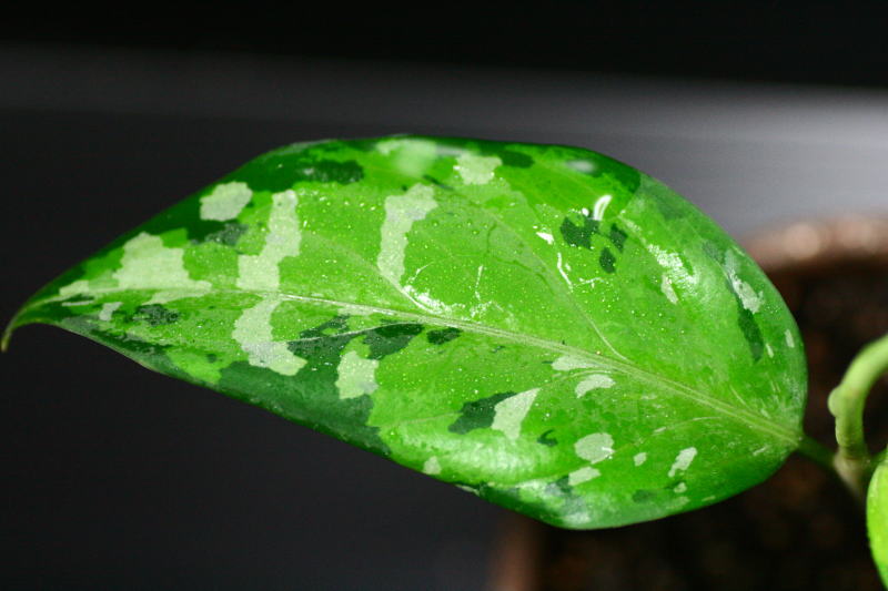 画像: Aglaonema pictum "tricolor" 【画像の小株】《cozyparaブリード》