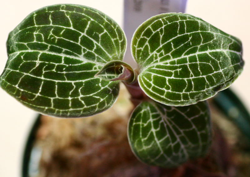 画像1: [宝石蘭Hybrid]Anoectochilus formosanus × Dossinia marmorata var dayii  【画像の株】《JungleGem》