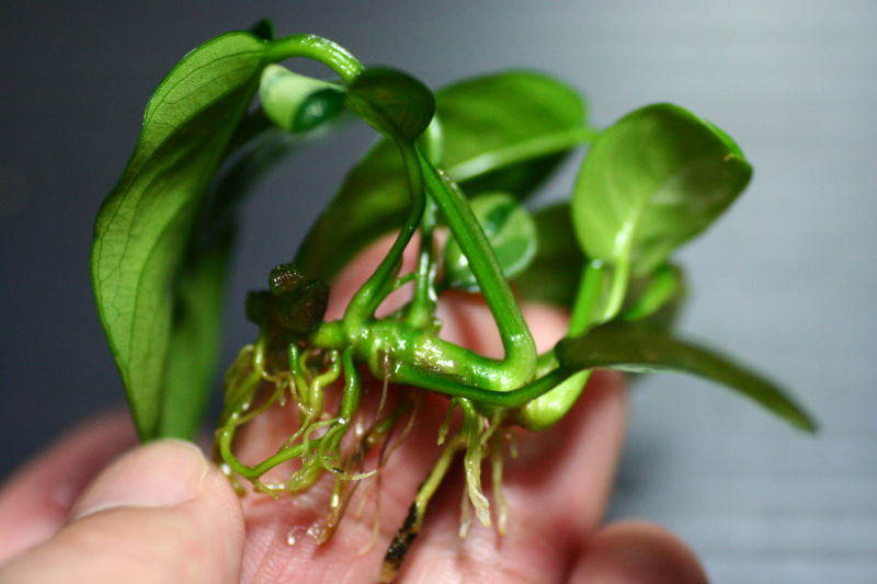 画像: [激レア!!]Anubias barteri "Marble"  【画像の美麗斑入り株（水中株）-その12-葉数多め!!】《JungleGem》[7.8入荷]