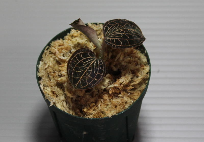 画像: [宝石蘭]Anoectochilus sp. Malaysia（albolineatus）【画像の株-その1】[8.29撮影]