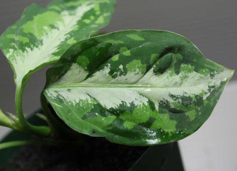 画像1: Aglaonema pictum "tricolor" 【画像の美麗株-葉の中央にホワイトラインが入るタイプ!!】2012.8.29撮影