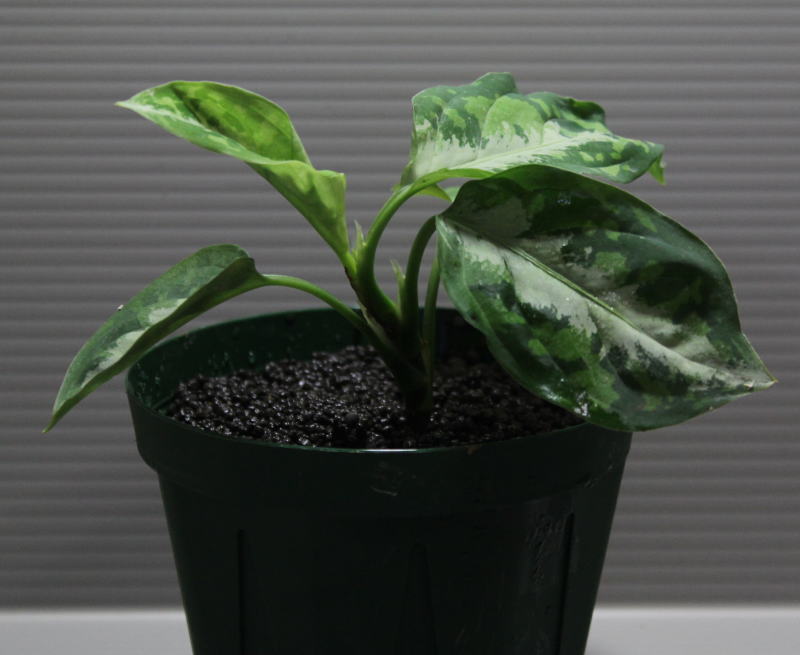 画像: Aglaonema pictum "tricolor" 【画像の美麗株-葉の中央にホワイトラインが入るタイプ!!】2012.8.29撮影