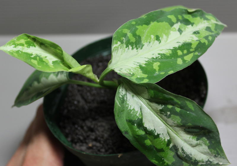 画像: Aglaonema pictum "tricolor" 【画像の美麗株-葉の中央にホワイトラインが入るタイプ!!】2012.8.29撮影