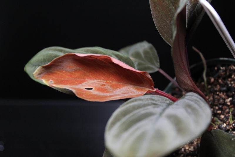 画像: Homalomena sp. from Kuching Sarawak【画像の美麗大株】[11.8撮影]