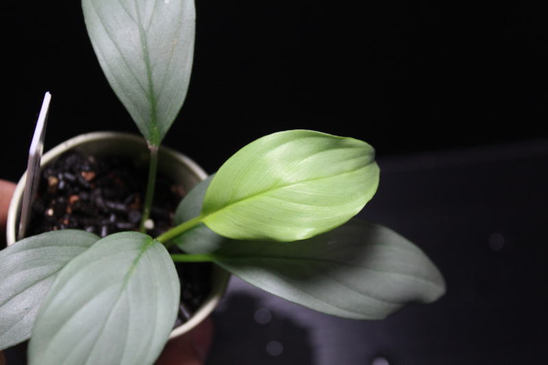 画像: Homalomena sp "White leaf" Natuna【画像の美麗株】[11.8撮影]《AQUA☆STAR》
