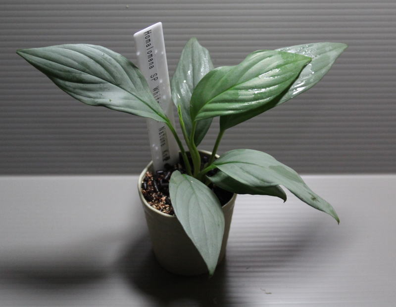 画像1: Homalomena sp "White leaf" Natuna【画像の美麗株-その2】[11.27撮影]《AQUA☆STAR》