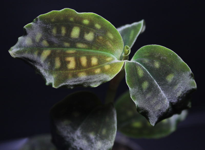 画像1: [宝石蘭]Cystorchis　variegata　【画像の株-黒葉タイプ!!】[3.18撮影]