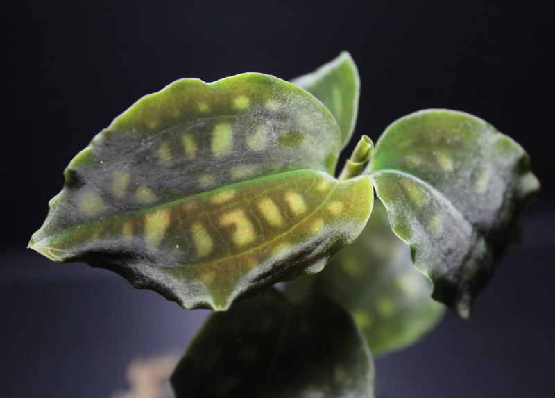 画像2: [宝石蘭]Cystorchis　variegata　【画像の株-黒葉タイプ!!】[3.18撮影]