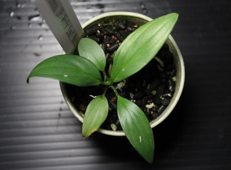 画像: Homalomena sp "White leaf" Natuna【画像の株-その2】[3.18撮影]《AQUA☆STAR》