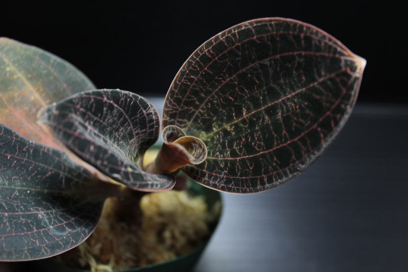 画像1: [宝石蘭]Dossinia marmorata “美麗種・濃褐色タイプ”【画像の大株-その5】[5.22撮影]