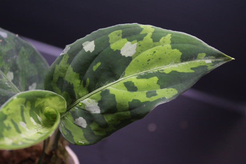画像: Aglaonema pictum "tricolor"『元祖タイプ（from thailand 2010）』 【画像の美麗若株】[6.30撮影]《AQUA☆STAR》