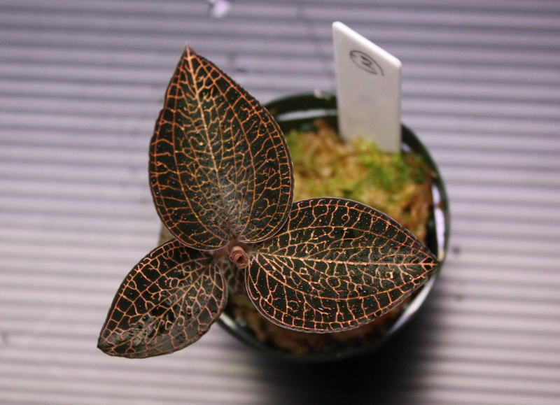 画像: [宝石蘭]Anoectochilus roxburghii 【画像の株-その2】[9.1撮影]