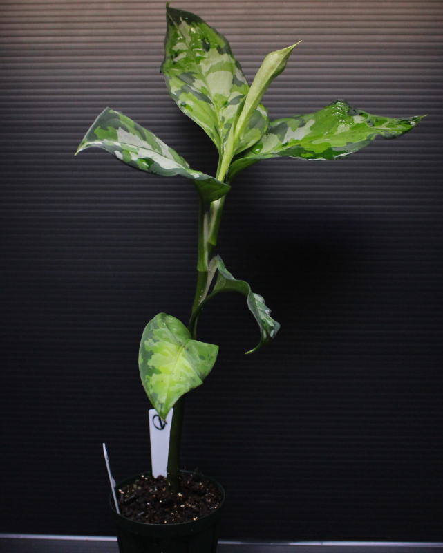 画像: Aglaonema pictum "tricolor" from Thailand 2013 【画像の美麗大株-その1】[10.10撮影]