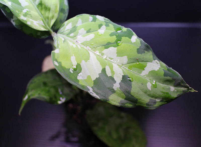 画像: Aglaonema pictum "tricolor" from Thailand 2013 【画像の美麗大株-その4】[10.10撮影]