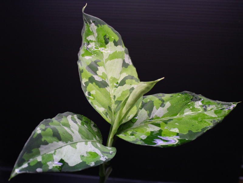 画像1: Aglaonema pictum "tricolor" from Thailand 2013 【画像の美麗大株-その1】[10.10撮影]