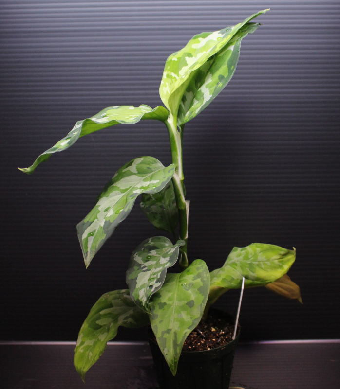 画像: Aglaonema pictum "tricolor" from Thailand 2013 【画像の美麗大株-その4】[10.10撮影]