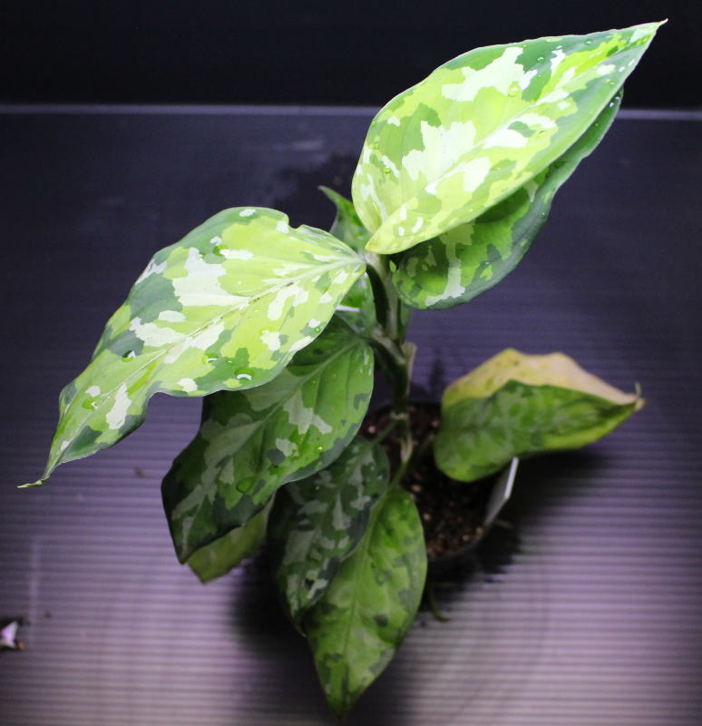 画像: Aglaonema pictum "tricolor" from Thailand 2013 【画像の美麗大株-その4】[10.10撮影]