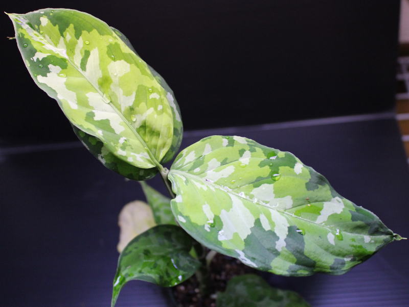 画像1: Aglaonema pictum "tricolor" from Thailand 2013 【画像の美麗大株-その4】[10.10撮影]