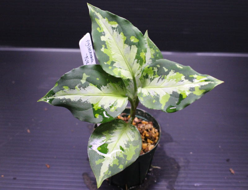 画像1: Aglaonema pictum tricolor "NILVASH" 【画像の美麗中株】[11.15撮影]