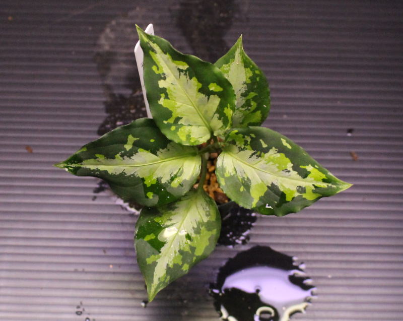 画像: Aglaonema pictum tricolor "NILVASH" 【画像の美麗中株】[11.15撮影]