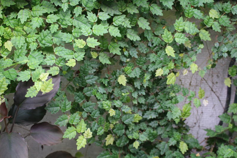画像2: [日本産ツル性植物]ヒメイタビ “沖縄県ヤンバル産”【成長点を含む約10cm-1本】