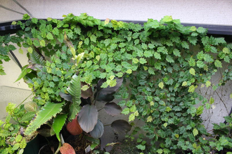 画像: [日本産ツル性植物]ヒメイタビ “沖縄県ヤンバル産”【成長点を含む約10cm-1本】