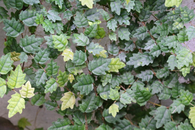 日本産ツル性植物 ヒメイタビ 沖縄県ヤンバル産 成長点を含む約10cm 1本 コージーパラダイス 癒しのアクアリウム