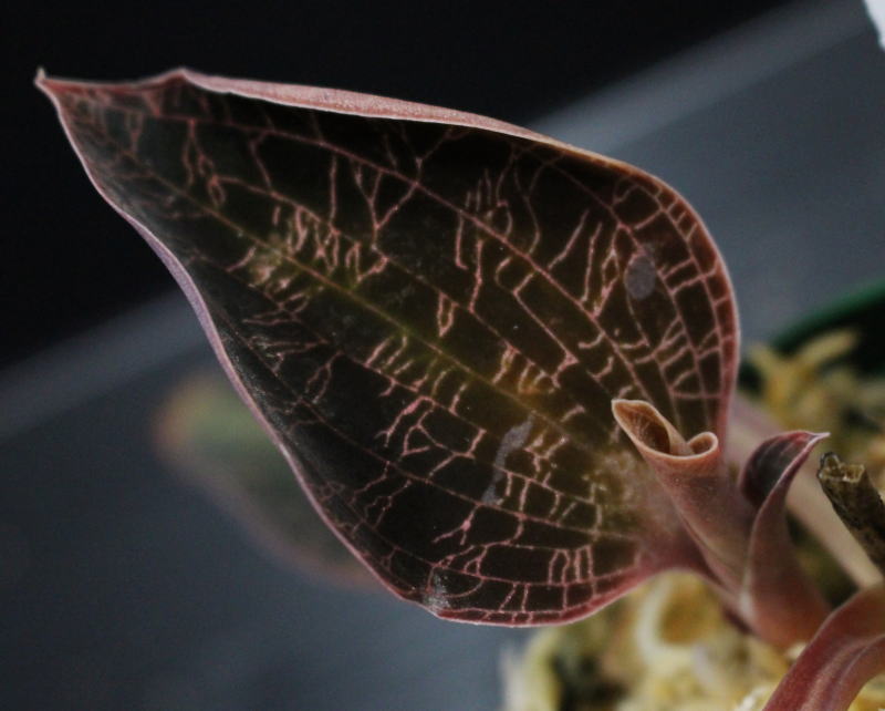 画像: [宝石蘭]Dossinia marmorata “美麗種”【画像の大株-その9】[12..22撮影]