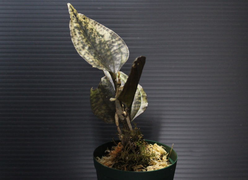 画像: [宝石蘭]Nephelaphyllum pulchrum"Ranau" 【画像の株-その1】[2.7撮影]